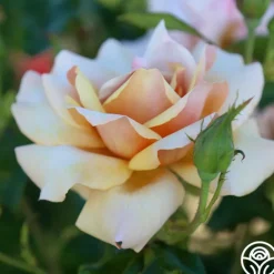Heirloom Roses Belle Époque Outlet