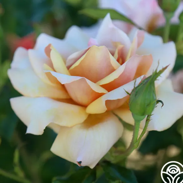 Heirloom Roses Belle Époque Outlet