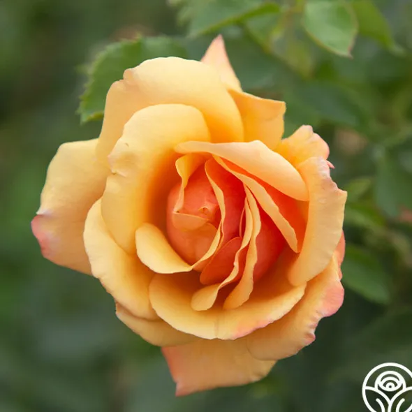 Heirloom Roses Belle Époque Outlet