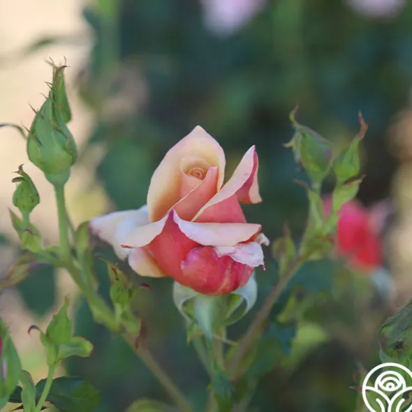 Heirloom Roses Belle Époque Outlet