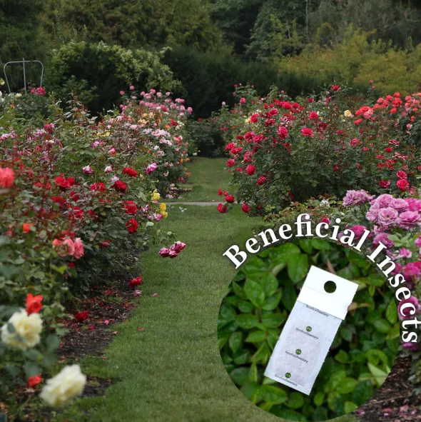Heirloom Roses Beneficial Insect Subscription Online