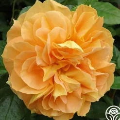 Heirloom Roses Bernstein-Rose Hot