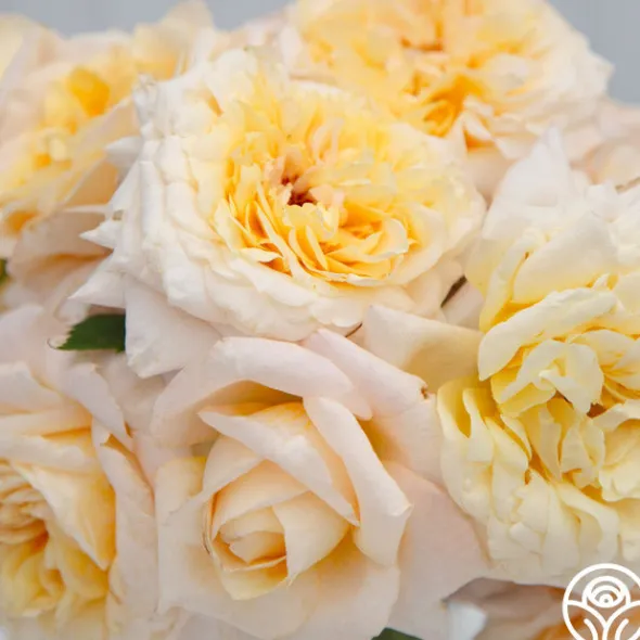 Heirloom Roses Beryl Bach Online