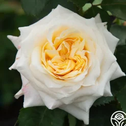 Heirloom Roses Beryl Bach Online