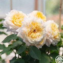 Heirloom Roses Beryl Bach Online