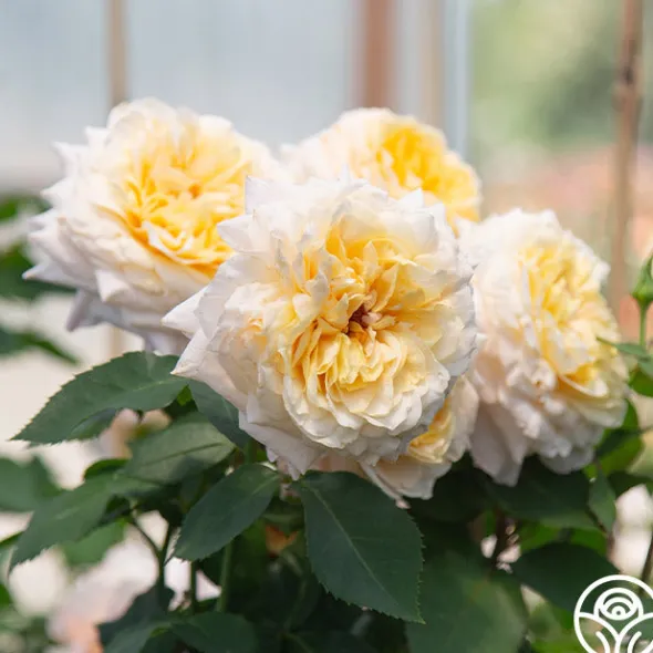 Heirloom Roses Beryl Bach Online