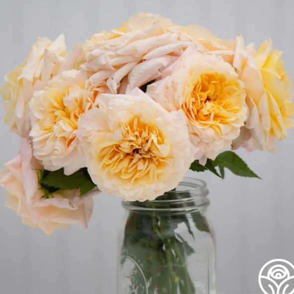 Heirloom Roses Beryl Bach Online