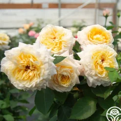 Heirloom Roses Beryl Bach Online