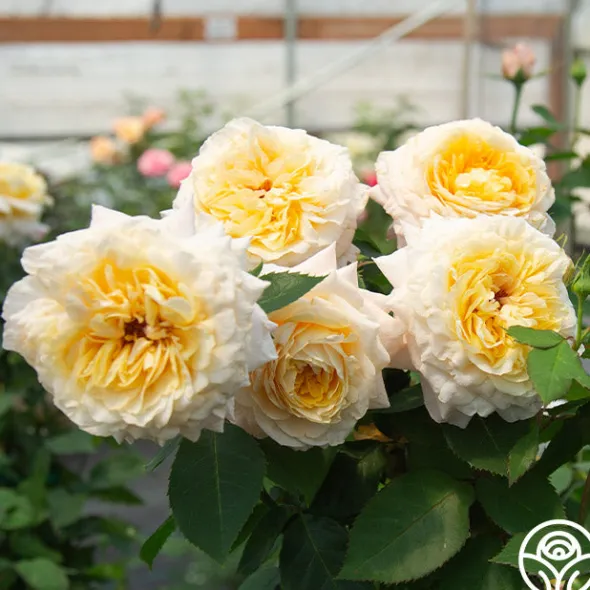 Heirloom Roses Beryl Bach Online