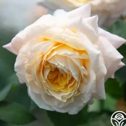 Heirloom Roses Beryl Bach Online