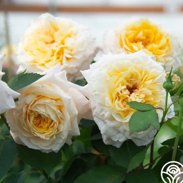 Heirloom Roses Beryl Bach Online