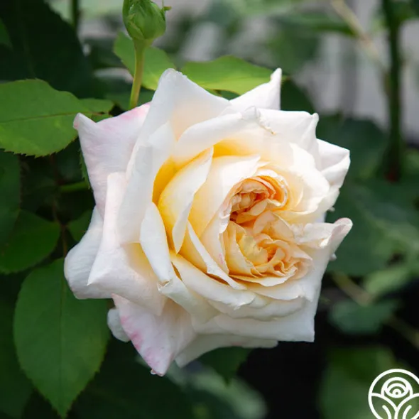 Heirloom Roses Beryl Bach Online