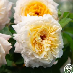 Heirloom Roses Beryl Bach Online