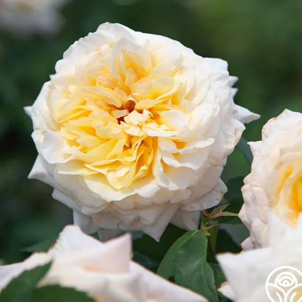 Heirloom Roses Beryl Bach Online