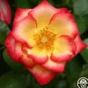 Heirloom Roses Betty Boop™