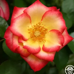 Heirloom Roses Betty Boop™