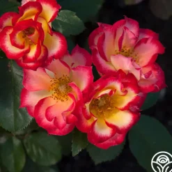 Heirloom Roses Betty Boop™
