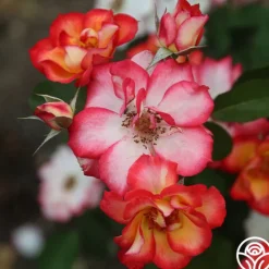 Heirloom Roses Betty Boop™