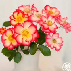 Heirloom Roses Betty Boop™