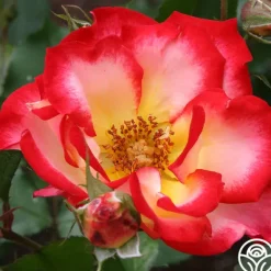Heirloom Roses Betty Boop™