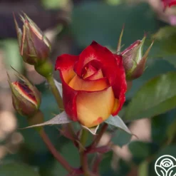 Heirloom Roses Betty Boop™