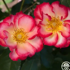 Heirloom Roses Betty Boop™