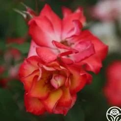 Heirloom Roses Betty Boop™