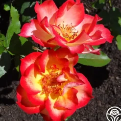 Heirloom Roses Betty Boop™