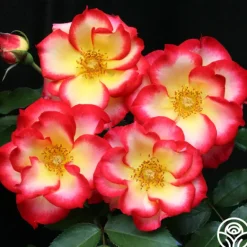 Heirloom Roses Betty Boop™