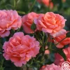 Heirloom Roses Betty Harkness™ Discount