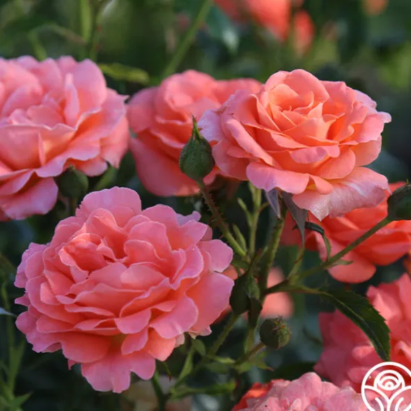 Heirloom Roses Betty Harkness™ Discount