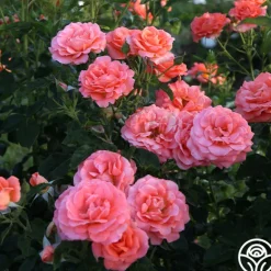 Heirloom Roses Betty Harkness™ Discount