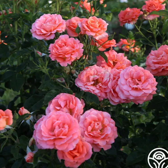 Heirloom Roses Betty Harkness™ Discount