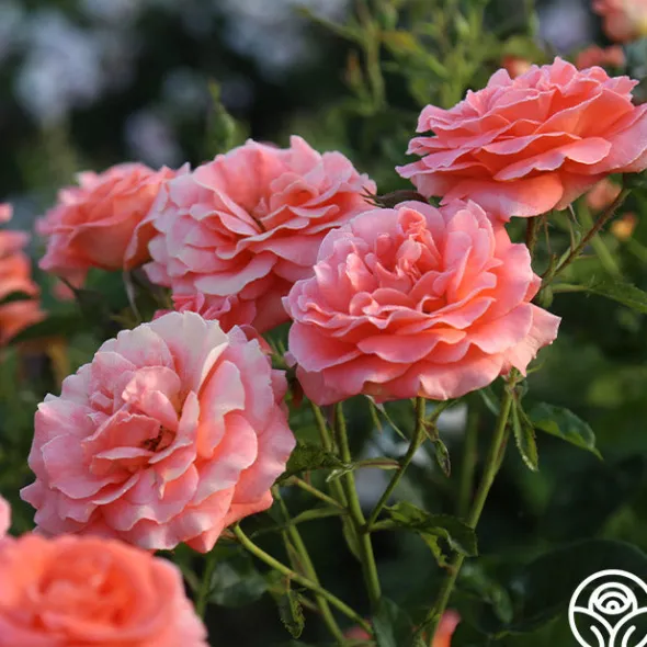 Heirloom Roses Betty Harkness™ Discount