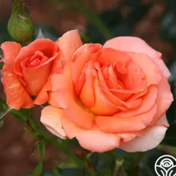 Heirloom Roses Betty Harkness™ Discount