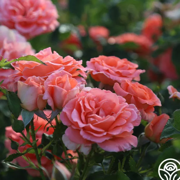 Heirloom Roses Betty Harkness™ Discount