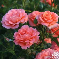 Heirloom Roses Betty Harkness™ Discount