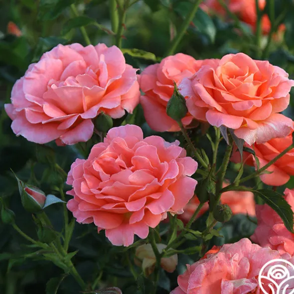 Heirloom Roses Betty Harkness™ Discount