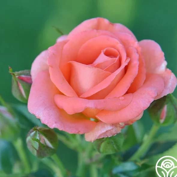 Heirloom Roses Betty Harkness™ Discount