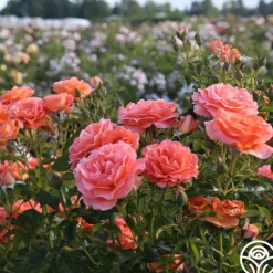 Heirloom Roses Betty Harkness™ Discount