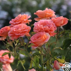 Heirloom Roses Betty Harkness™ Discount