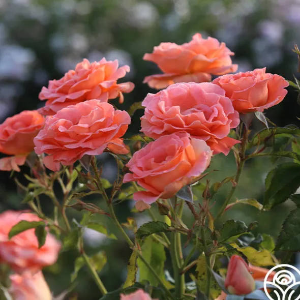 Heirloom Roses Betty Harkness™ Discount