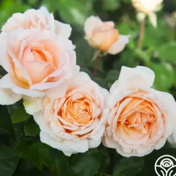 Heirloom Roses Betty White™ Outlet