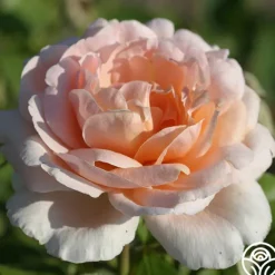 Heirloom Roses Betty White™ Outlet