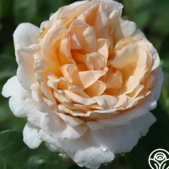 Heirloom Roses Betty White™ Outlet