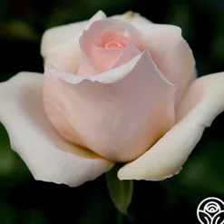 Heirloom Roses Betty White™ Outlet