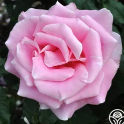 Heirloom Roses Bewitched Hot