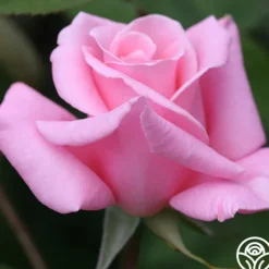 Heirloom Roses Bewitched Hot