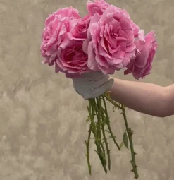 Heirloom Roses Bewitched Hot