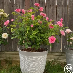 Heirloom Roses Bewitched Hot